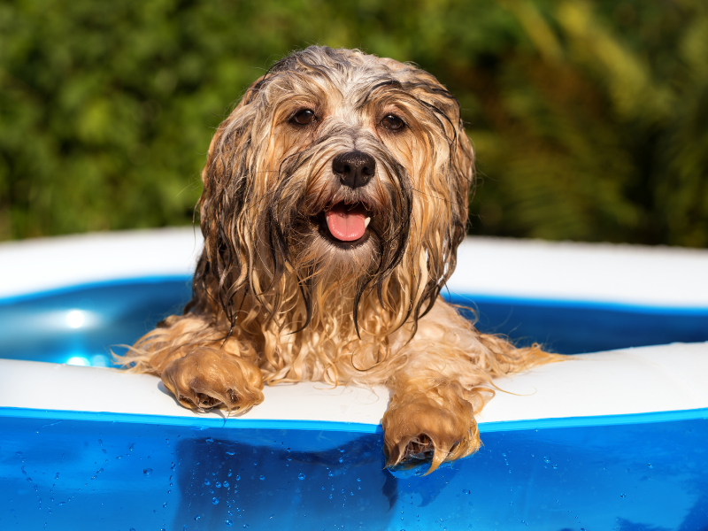 how do i keep my dog out of the swimming pool