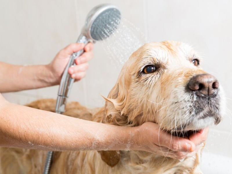 is it ok to give a dog a bath in cold water