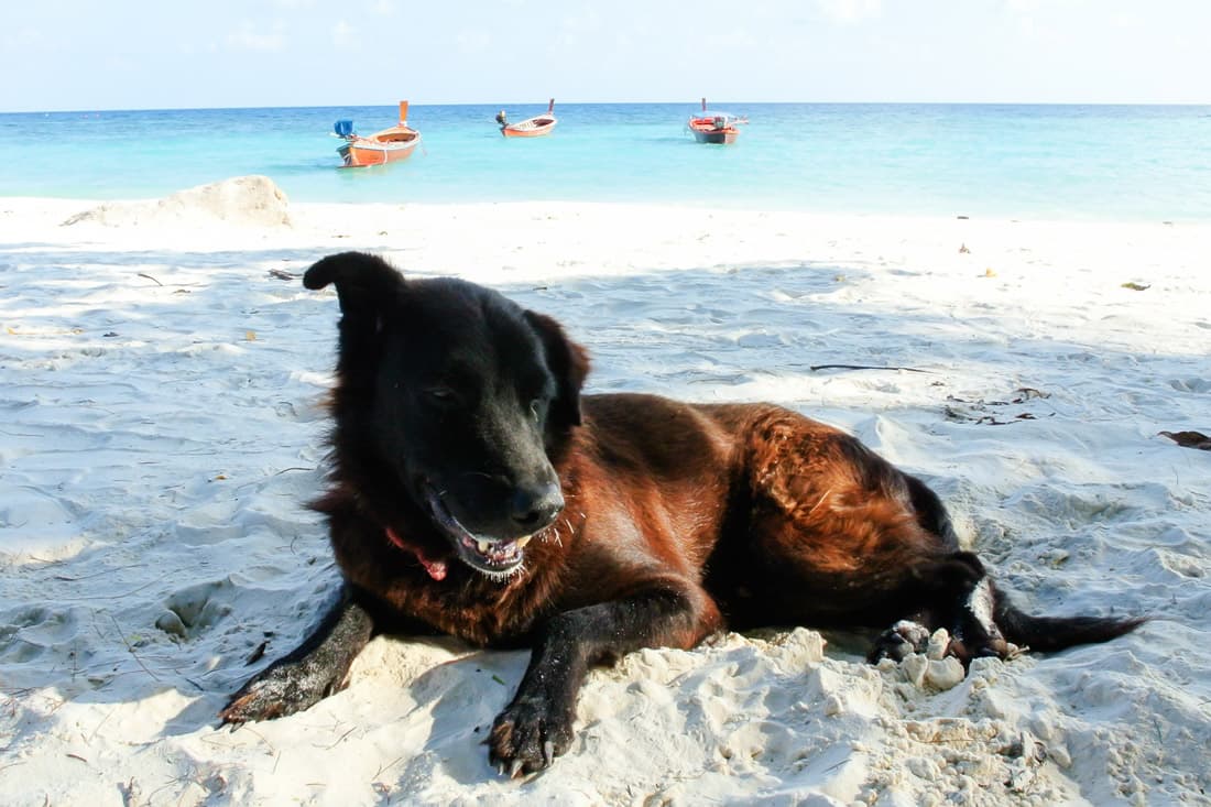 Pet Friendly on the Gold Coast You Don’t Want To Miss