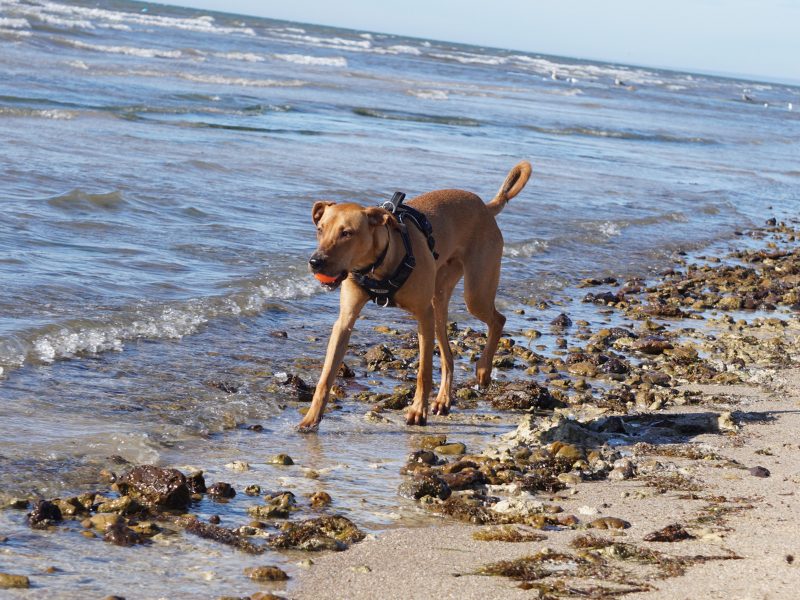 Esplanade dog friendly beach Portarlington